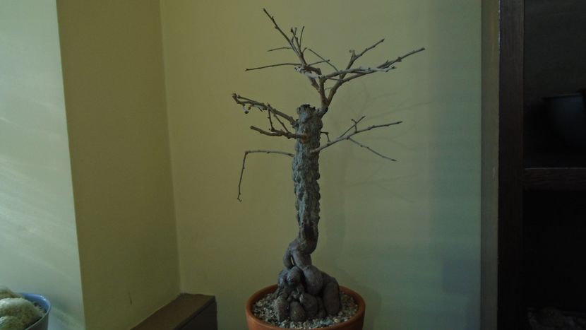 22 mart. 2022 - Operculicarya decaryi in repaus - Bonsai si prebonsai 2020-2023