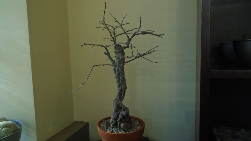 22 mart. 2022 - Operculicarya decaryi in repaus - Bonsai si prebonsai 2020-2023
