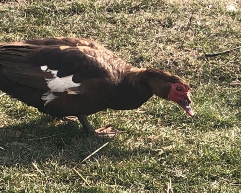 EE 2019 - 0001 matca 2022 lot 1