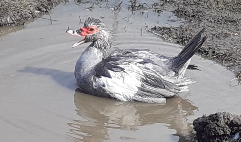  - 0001 matca 2022 lot 2