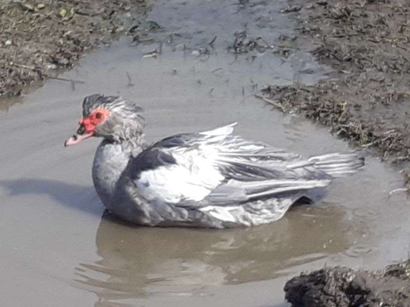  - 0001 matca 2022 lot 2