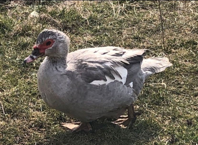 Screenshot_20220313-110944_WhatsApp - 0001 matca 2022 lot 2