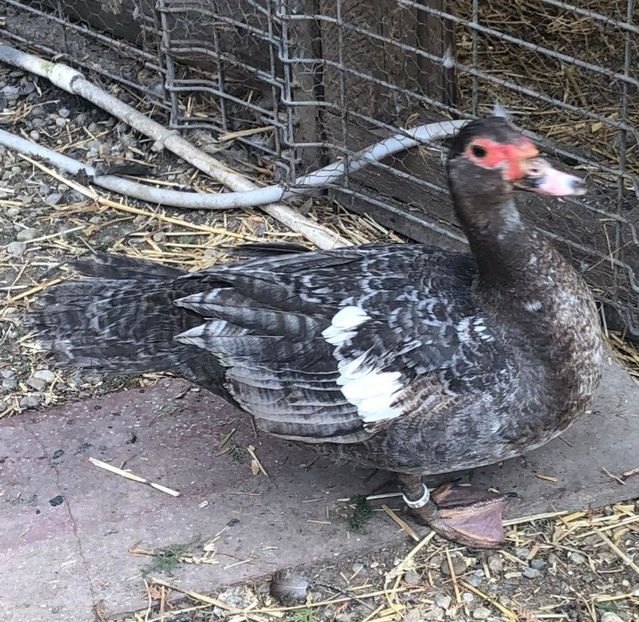 Screenshot_20220313-110706_WhatsApp - 0001 matca 2022 lot 3