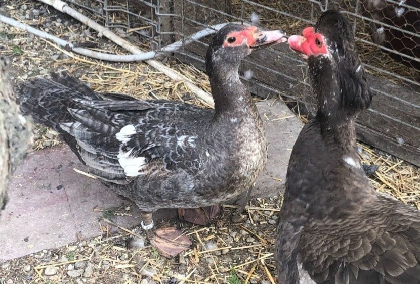 Screenshot_20220313-110717_WhatsApp - 0001 matca 2022 lot 3