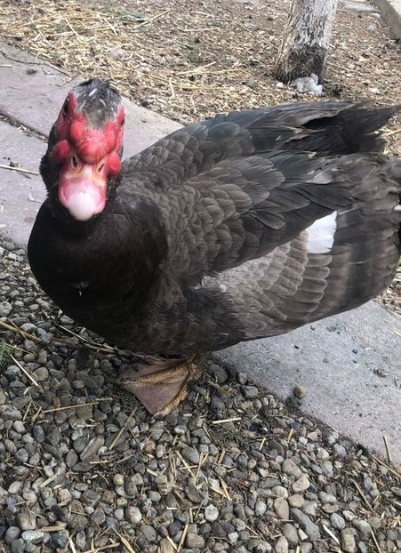 Screenshot_20220313-110901_WhatsApp - 0001 matca 2022 lot 3