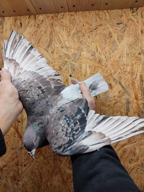  - Nu îmi aparțin 3