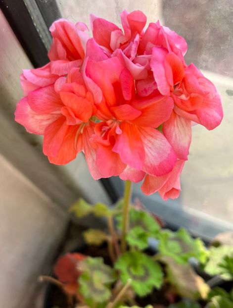 1F0D6270-8685-412E-A1C4-22A2F07C1DB6 - Muscate 2021 22