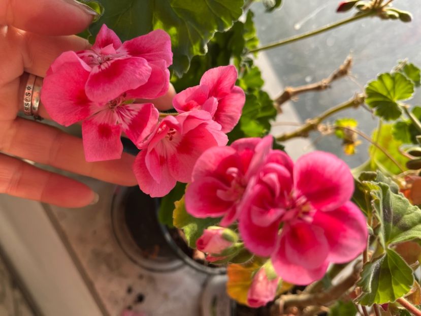 9EB09922-E30F-4F85-A1FA-D46378A5FF28 - Muscate 2021 22