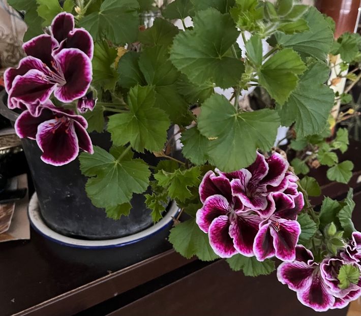 F7B5D59A-A5B1-40A6-BE38-1F9D935C9D09 - Muscate 2021 22