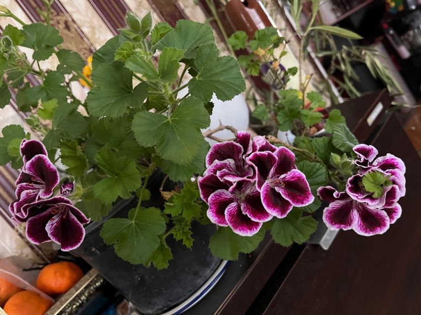 B991BB22-76DB-4F45-8573-AB07E0CB6F10 - Muscate 2021 22