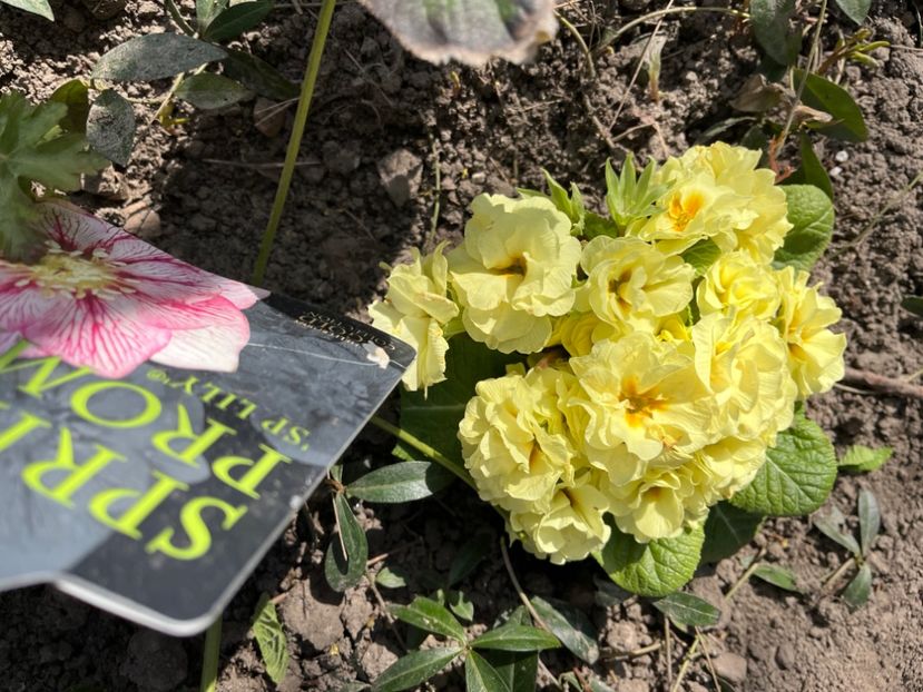 25CC5241-1758-46D4-8C45-42C3CACAF660 - Primule 21 22 23 24