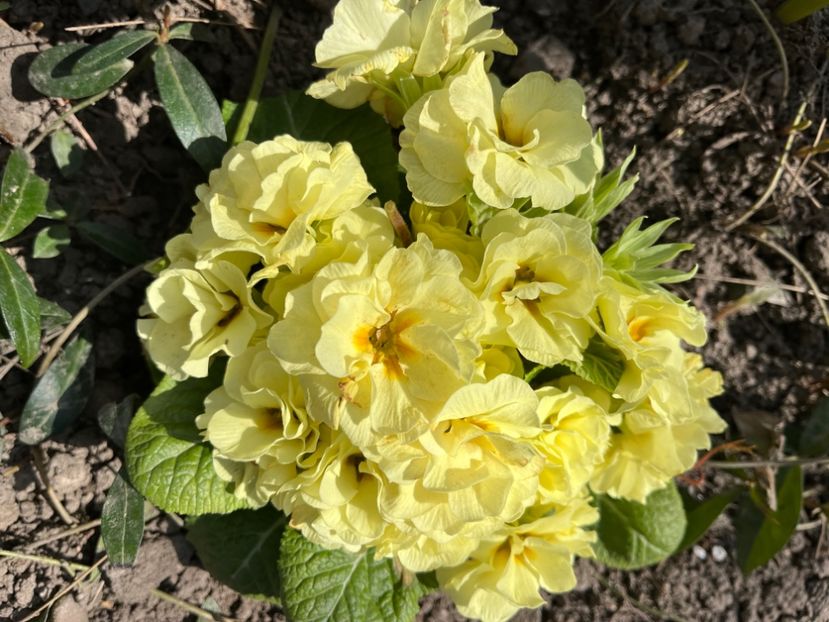 514416C9-70CB-4C0F-BB5B-200C279B9F12 - Primule 21 22 23 24