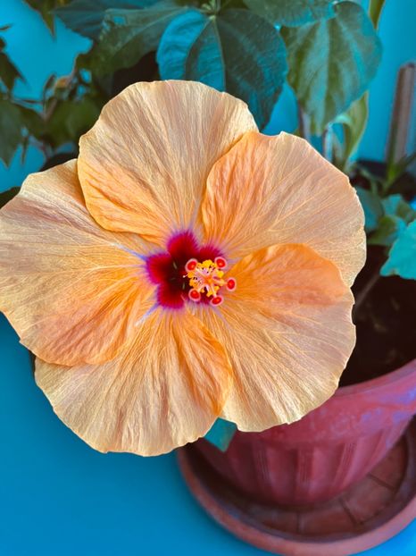 B85EFB34-AABD-41B1-97D2-C59355ACC98D - Hibiscus