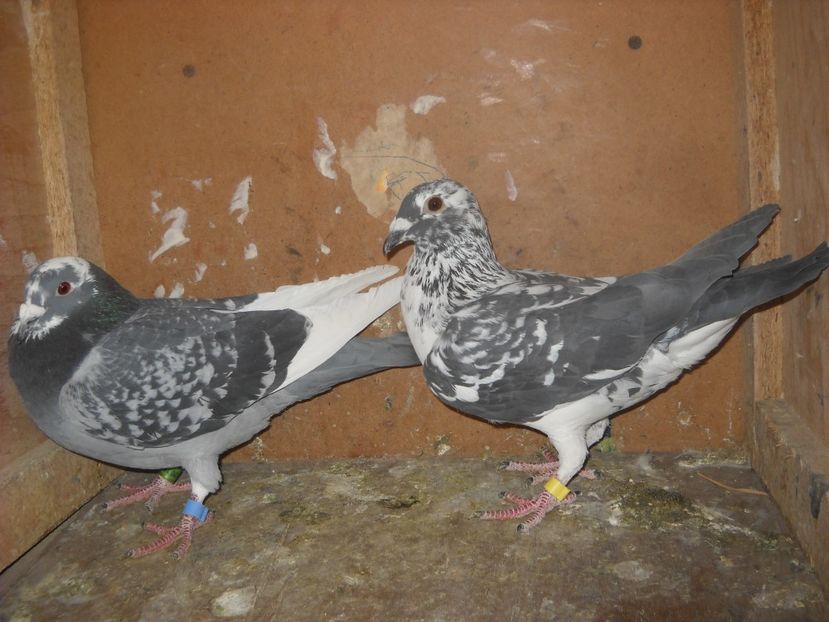  - UNDEVA IN SUCEAVA arhiva