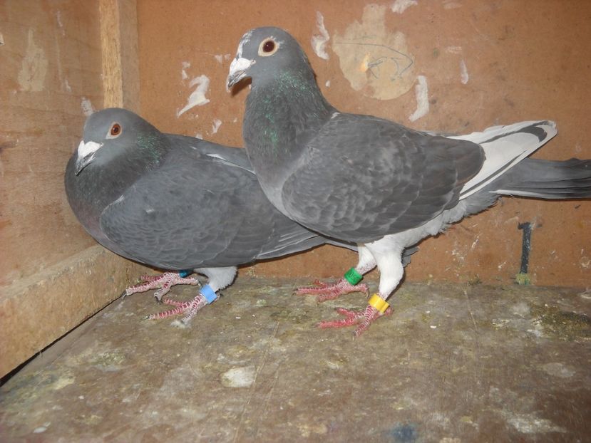  - UNDEVA IN SUCEAVA arhiva