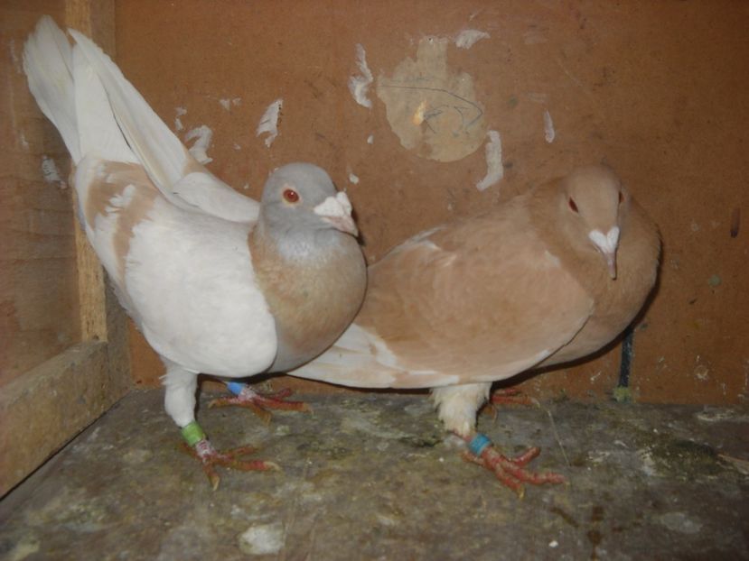  - UNDEVA IN SUCEAVA arhiva