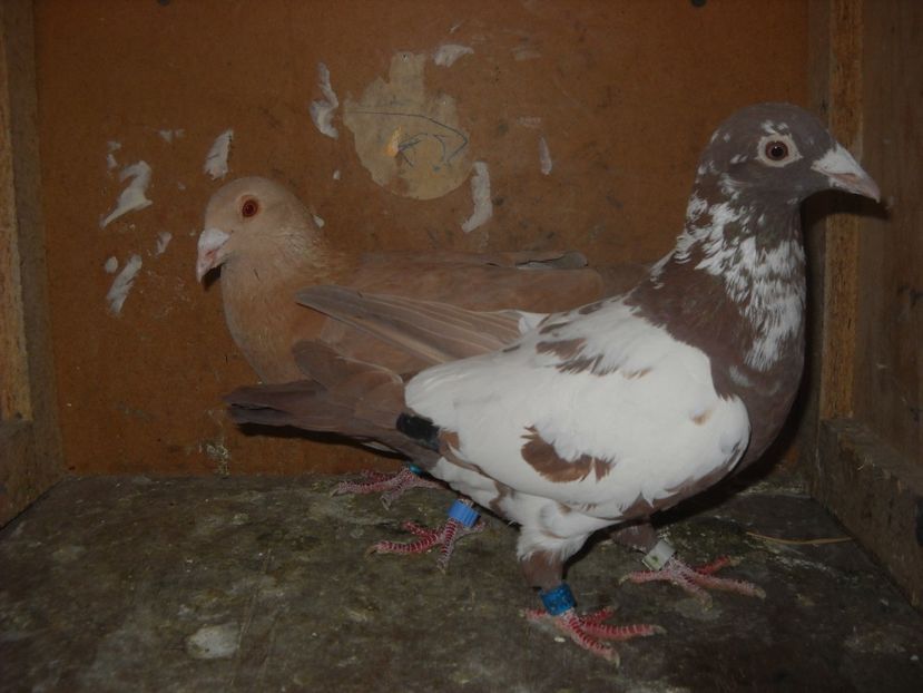  - UNDEVA IN SUCEAVA arhiva