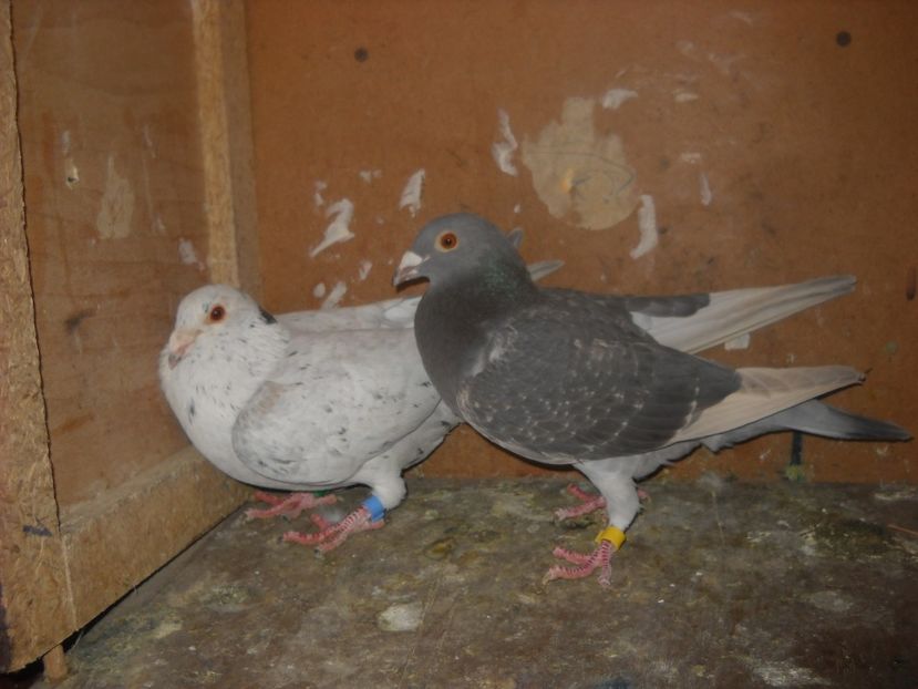  - UNDEVA IN SUCEAVA arhiva