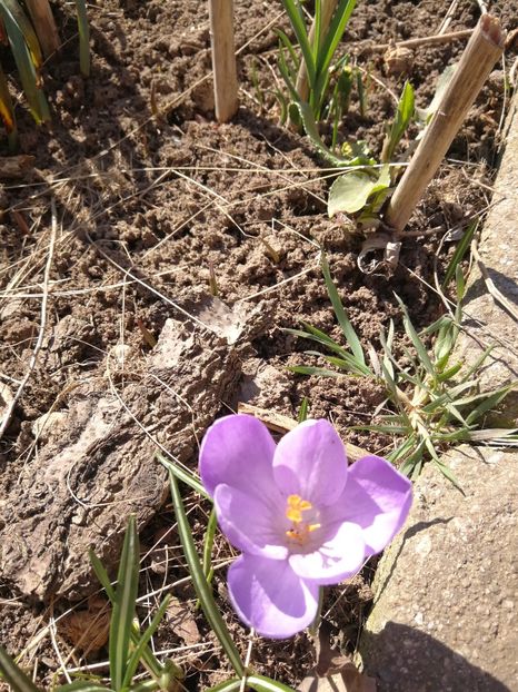  - Flori de grădină-2022