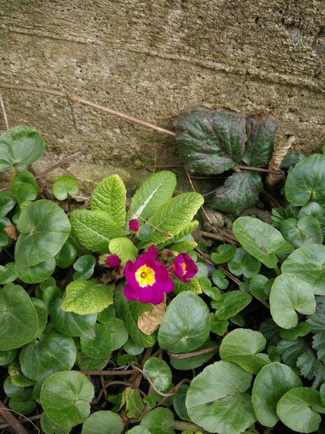  - Flori de grădină-2022