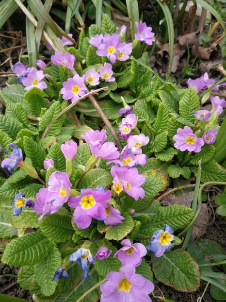  - Flori de grădină-2022