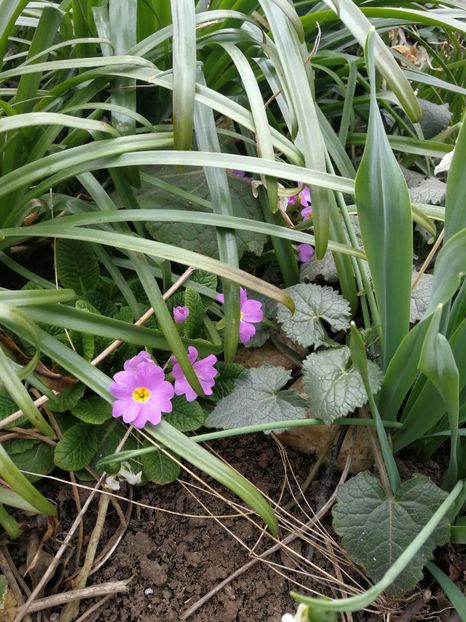  - Flori de grădină-2022