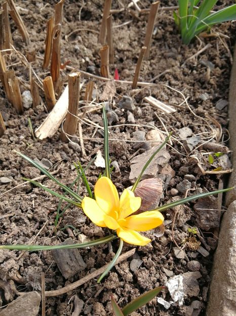  - Flori de grădină-2022