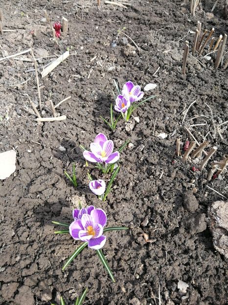  - Flori de grădină-2022