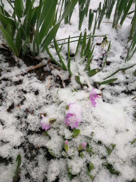  - Flori de grădină-2022