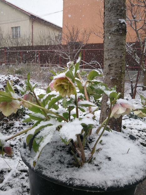  - Flori de grădină-2022