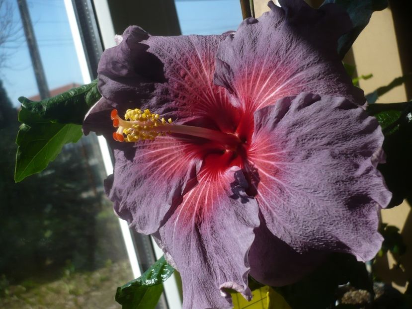 24.03.2022 - HIBISCUSI 2022-1