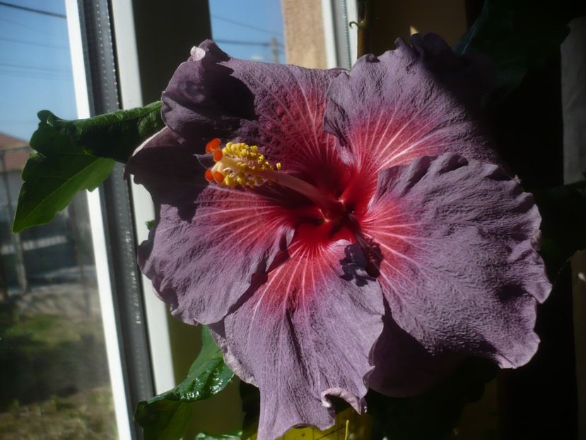 P1510490 - HIBISCUSI 2022-1