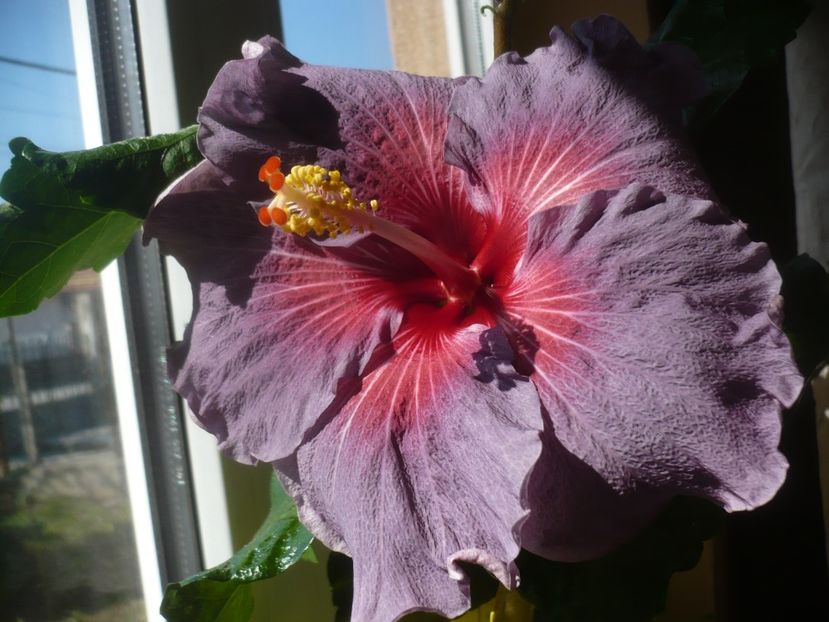 P1510491 - HIBISCUSI 2022-1