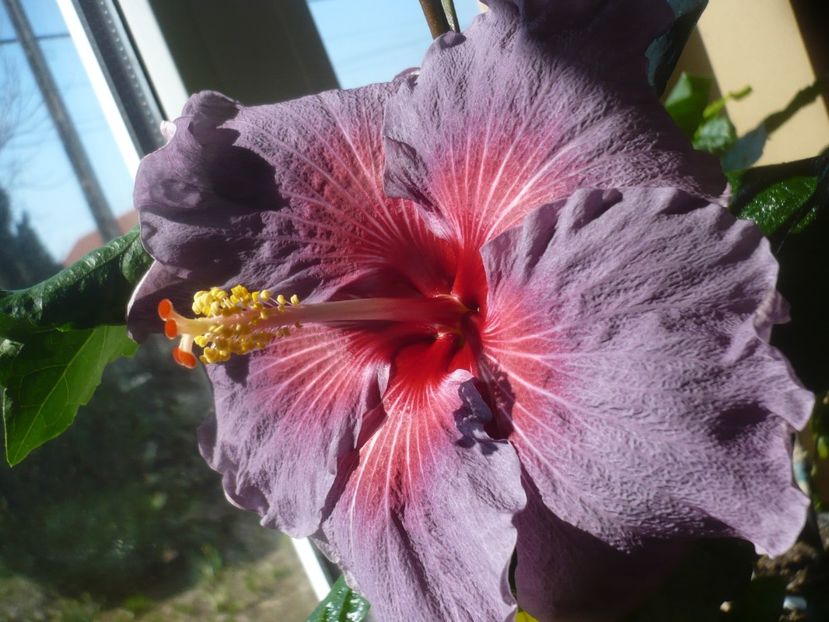 P1510492 - HIBISCUSI 2022-1