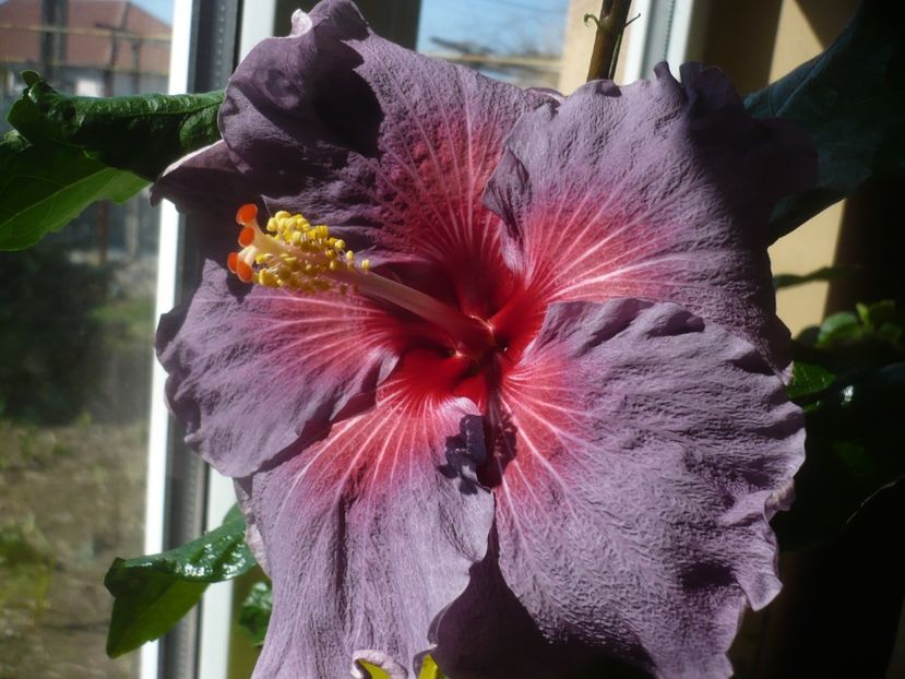 P1510493 - HIBISCUSI 2022-1