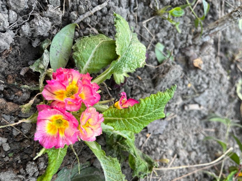 4E867188-7BF0-4152-8FD2-4EBAE9588E6C - Primule 21 22 23 24