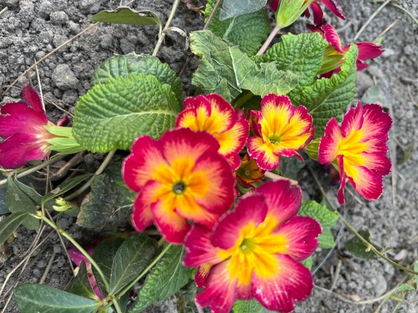 F9124917-2399-4BD8-8AAB-CD77B211B55C - Primule 21 22 23 24