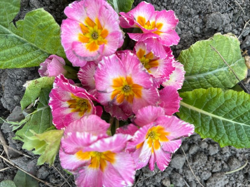 78E7E934-A26B-4CA5-A7E2-13550F432368 - Primule 21 22 23 24