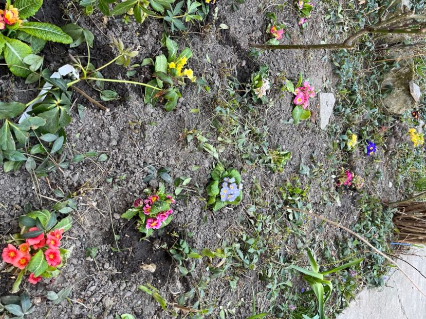 75D93FEF-8305-4471-97EF-23038006D476 - Primule 21 22 23 24