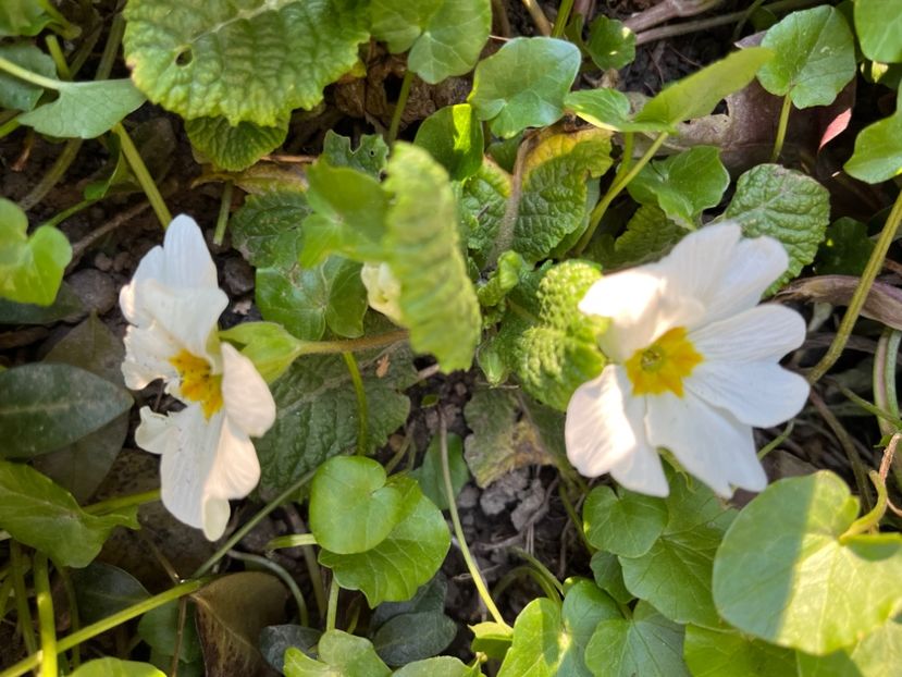 9D434233-B27E-4E2C-AC25-3A3B0EA87541 - Primule 21 22 23 24