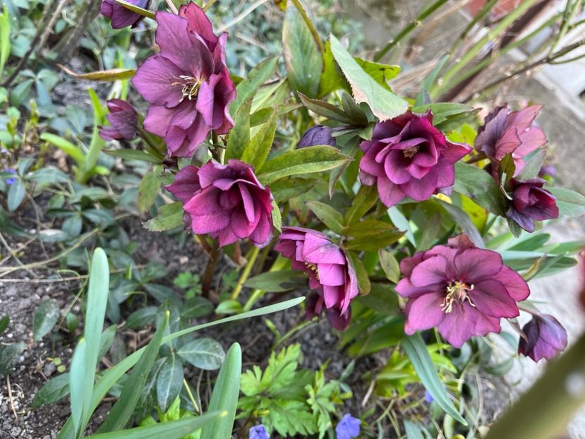 F175111F-68EC-434A-B384-7D211A388EB0 - Spanz 21 22