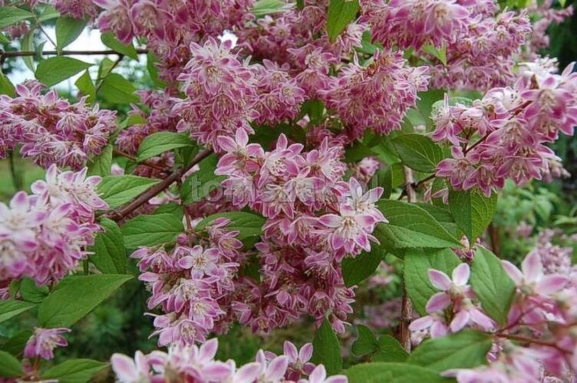 deutzia-roz - Noutati 2022