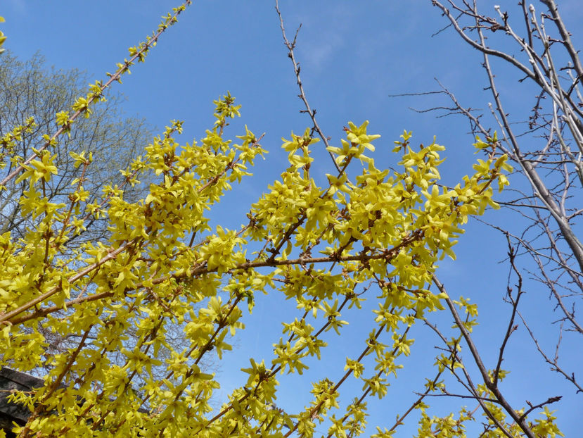  - 2022 - 01 - Primavara