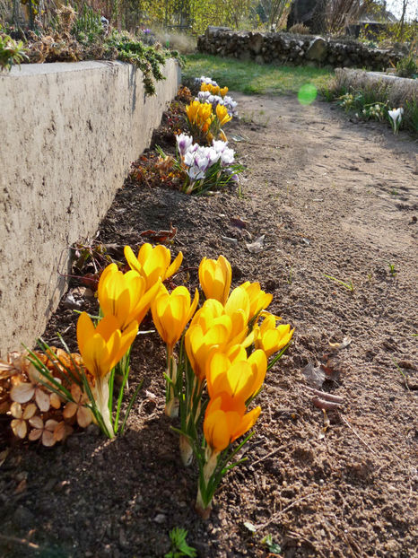  - Crocusi - Branduse