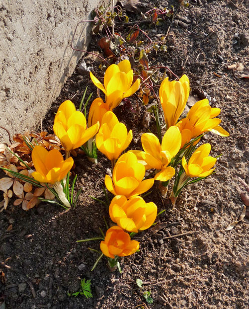  - Crocusi - Branduse