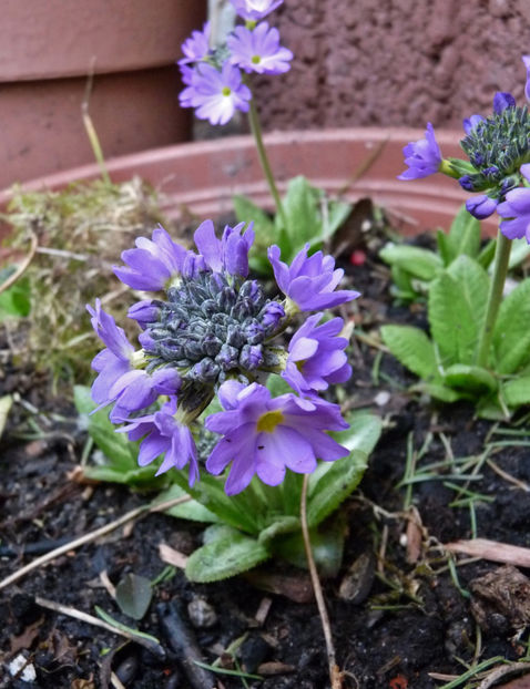  - 2022 - 01 - Primavara