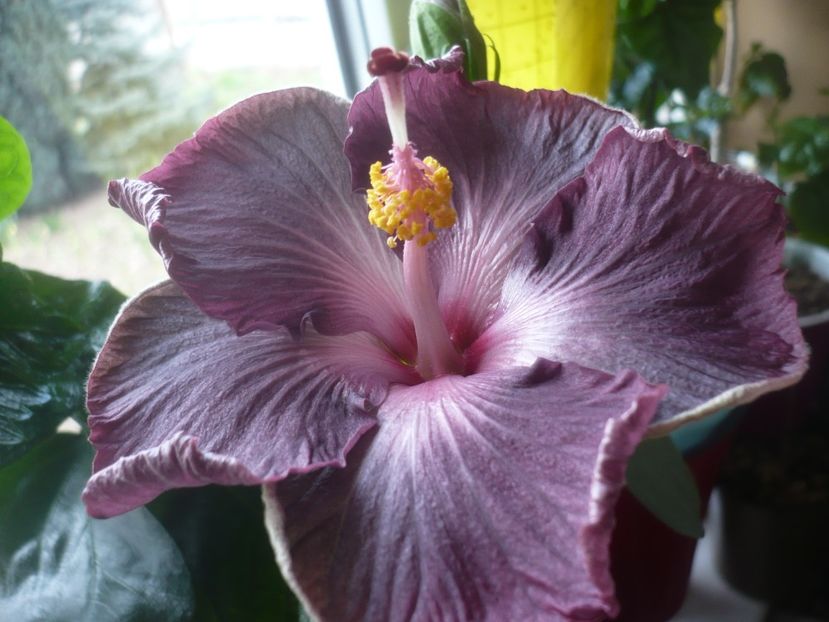 P1510495 - HIBISCUSI 2022-1