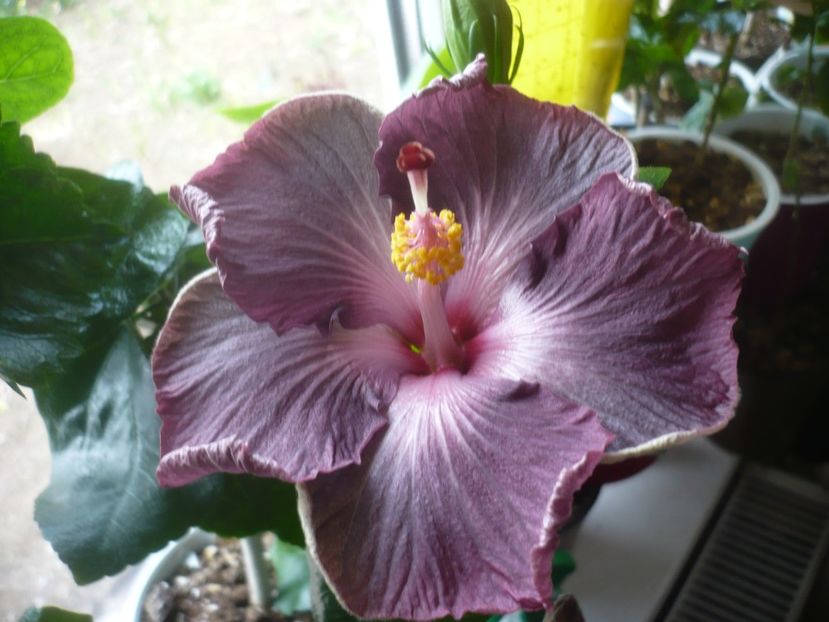 P1510497 - HIBISCUSI 2022-1