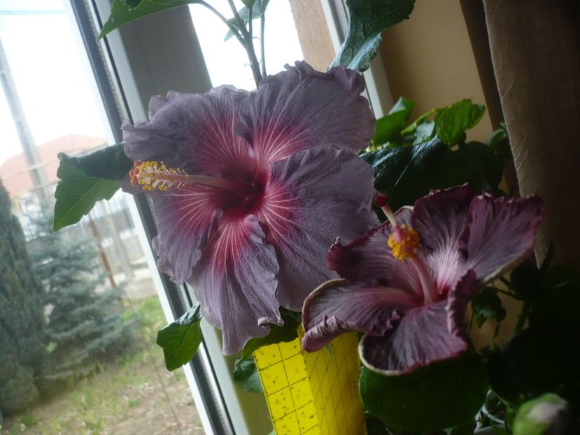 P1510499 - HIBISCUSI 2022-1