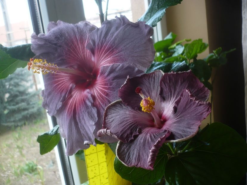 P1510500 - HIBISCUSI 2022-1